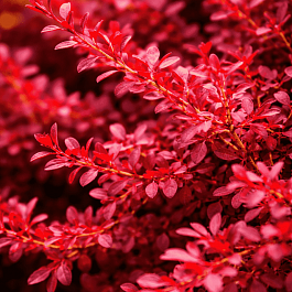 Барбарис Тунберга Red Dream