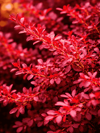 Барбарис Тунберга Red Dream