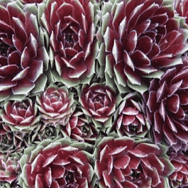 Молодило гибридное Commander hay