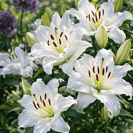 Лилия White Eyes