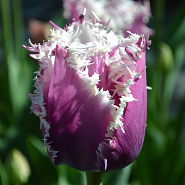 Тюльпан бахромчатый Американ Игл