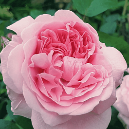 Роза Английская кустовая Eglantyne