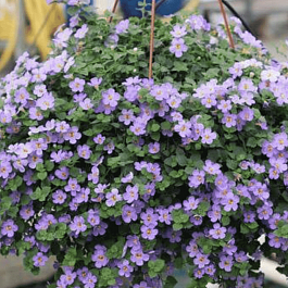 Бакопа Baristo Double Blue кашпо