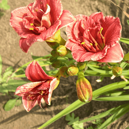 Лилейник Cosmopolitan