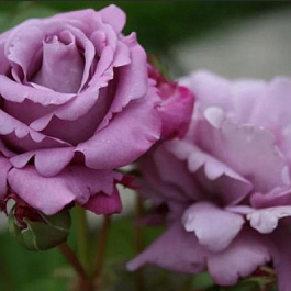 Роза Шарль де Голь Штамб Роза Шарль де Голь Штамб