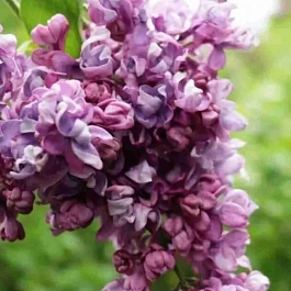 Сирень обыкновенная Тимирязевка