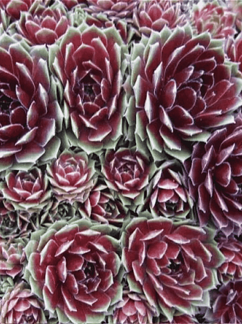 Молодило гибридное Commander hay