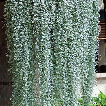 Дихондра Сильвер фолс