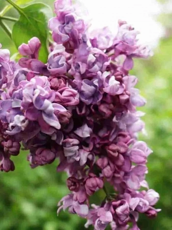 Сирень обыкновенная Тимирязевка