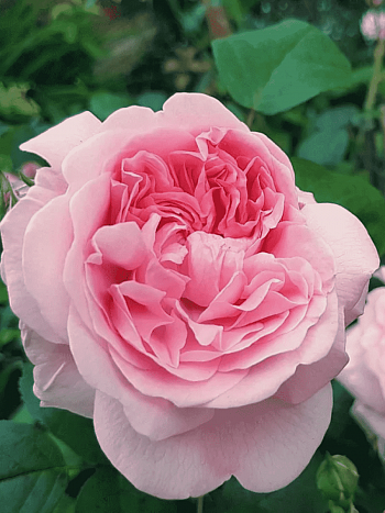 Роза Английская кустовая Eglantyne