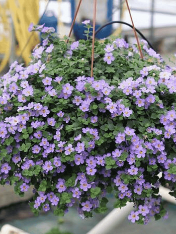 Бакопа Baristo Double Blue кашпо