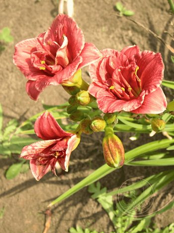 Лилейник Cosmopolitan