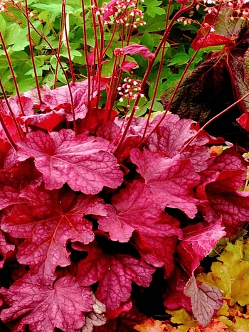 Гейхера Berry Smoothie