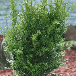 Тис средний Groenland