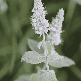 Мята Серебристая