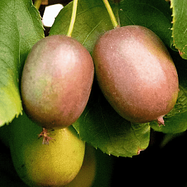 Актинидия Аргута Weiki