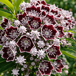 Кальмия широколистная Black Eye