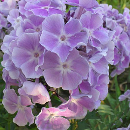 Флокс метельчатый Мисс Келли