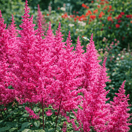 Астильба китайская Maggie Daley