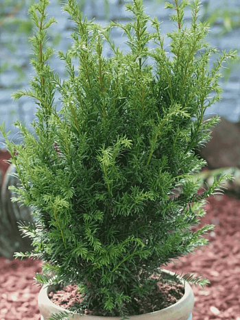 Тис средний Groenland