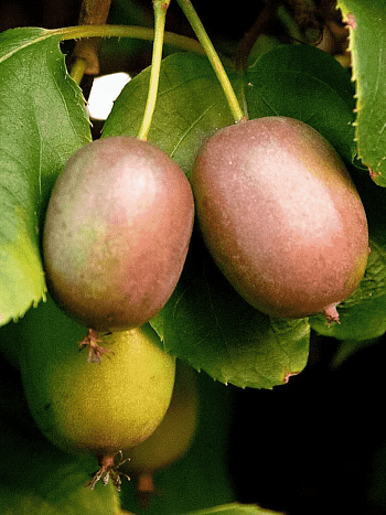 Актинидия Аргута Weiki