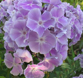 Флокс метельчатый Мисс Келли Флокс метельчатый Мисс Келли