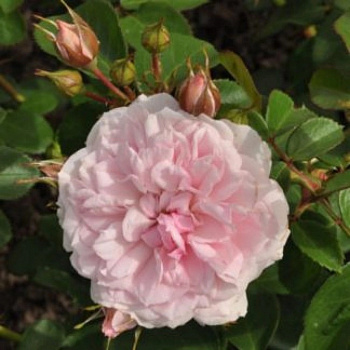 Роза флорибунда Блаш Винтер Джевел