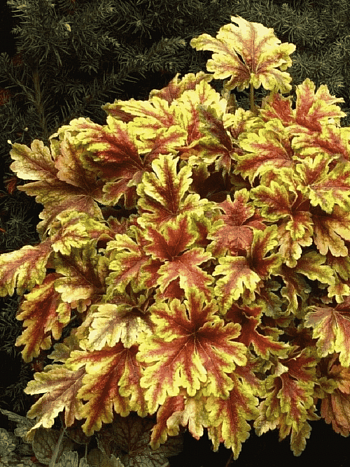 Гейхерелла Golden Zebra