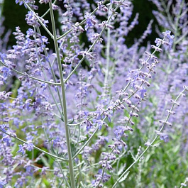 Перовския лебедоносная Russian Sage