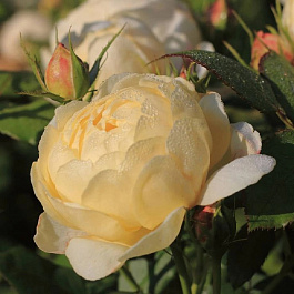 Роза английская парковая Ванесса Белл