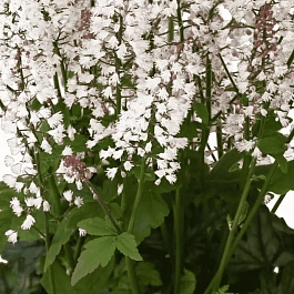 Гейхерелла White Revolution