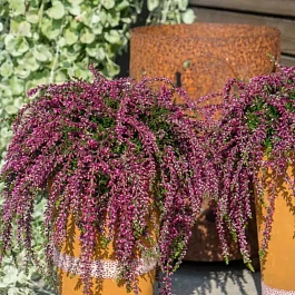 Вереск Rote Janina