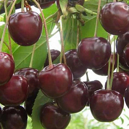 Вишня обыкновенная Морозовка