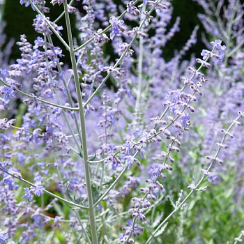 Перовския лебедоносная Russian Sage