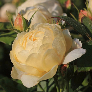 Роза английская парковая Ванесса Белл