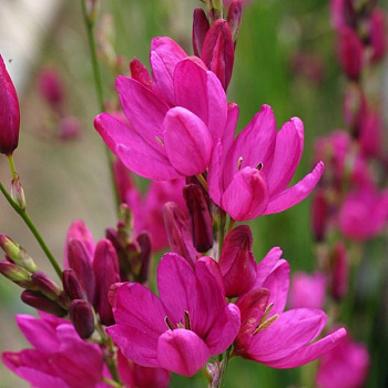 Иксия гибридная Мейбл