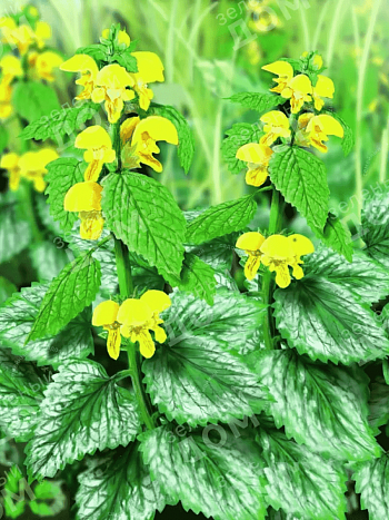 Яснотка желтая Флорентинум