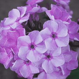 Флокс метельчатый Капелька