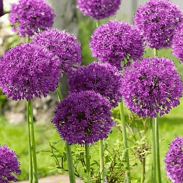 Лук декоративный Purple Sensation