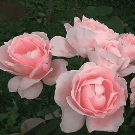 Роза плетистая Бригантина