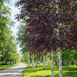 Береза повислая Royal Frost ТОЛЬКО САМОВЫВОЗ