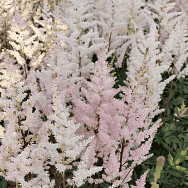 Астильба Арендса Bumalda