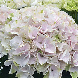 Гортензия крупнолистовая Рембрандт Элегант Роза