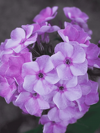 Флокс метельчатый Капелька