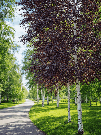 Береза повислая Royal Frost ТОЛЬКО САМОВЫВОЗ
