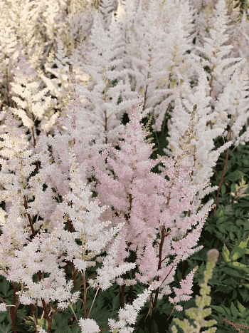 Астильба Арендса Bumalda