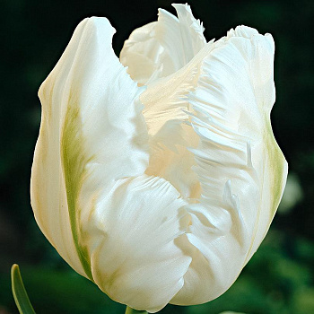 Тюльпан White Parrot