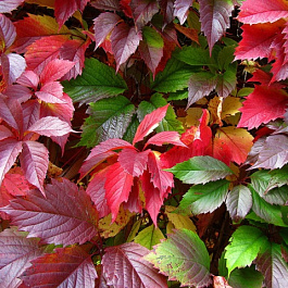 Виноград пятилисточковый Редвалл Троки