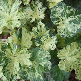 Гейхера гибридная Геркулес