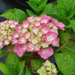 Гортензия крупнолистовая Мадам Плюмкок